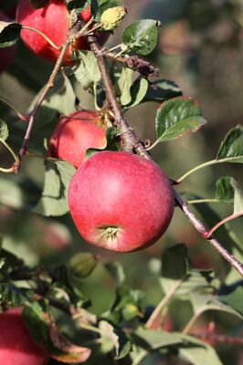Easy 155 1155/15 Apfel 2022 2021 Selektion Malus Züchtung