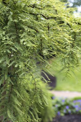 Urweltmammutbaum, Metasequoia glyptostroboides 'Miss Grace'