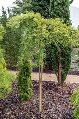 Urweltmammutbaum, Metasequoia glyptostroboides 'Miss Grace'