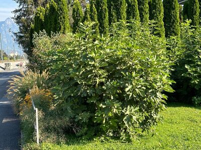 Feige, Ficus carica, Bella Brunetta Rossa