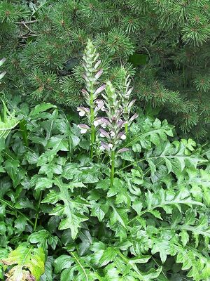 Acanthus hungaricus