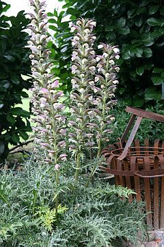 Acanthus spinosus