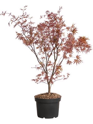 Acer Palmatum 'Bloodgood' (90-120), Stamm verzweigt, im 30cm Topf, Hhe 105cm, Breite 35cm