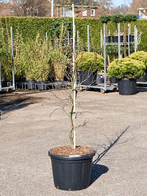 Acer Palmatum 'Dissectum Garnet', Stamm Verzweigt, im 50cm Topf, Hhe 170cm, Breite 80cm
