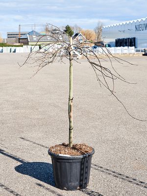 Acer Palmatum 'Orangeola', Stamm, im 45cm Topf, Hhe 140cm, Breite 100cm