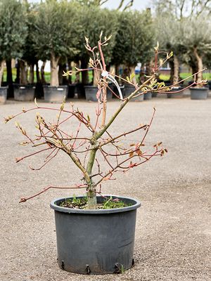 Acer conspicuum 'Red Flamingo', Stamm verzweigt, im 45cm Topf, Hhe 110cm, Breite 100cm