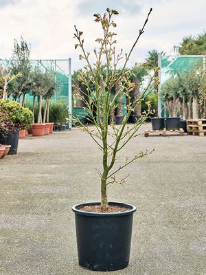 Acer jap. 'Green' (120-150), Verzweigt, im 32cm Topf, Hhe 135cm, Breite 65cm