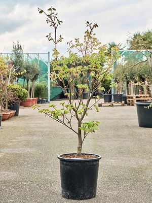 Acer jap. 'Vitifolium' (120-160), Verzweigt, im 36cm Topf, Hhe 140cm, Breite 80cm