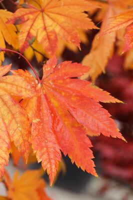 Acer japonicum Vitifolium, HerbstfÃ¤rbung