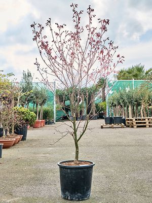 Acer pal. 'Bloodgood' (160-180), Verzweigt, im 36cm Topf, Hhe 170cm, Breite 100cm