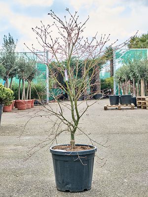 Acer pal. 'De Shojo' (130-150), Verzweigt, im 36cm Topf, Hhe 140cm, Breite 100cm