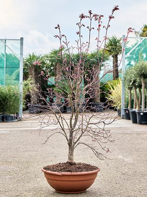 Acer pal. 'Fire Glow' (130-160), Verzweigt, im 45cm Topf, Hhe 145cm, Breite 85cm