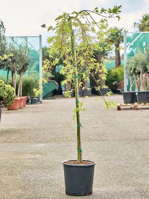 Acer pal. 'Ryusen' (130-160), Stamm, im 25cm Topf, Hhe 145cm, Breite 80cm