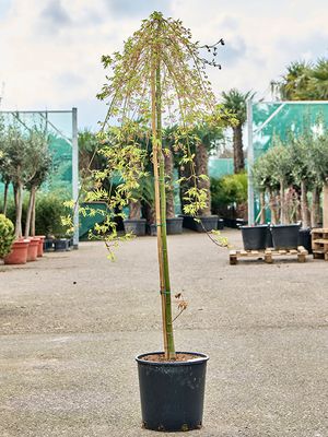 Acer pal. 'Ryusen' (160-170), Stamm, im 30cm Topf, Hhe 165cm, Breite 80cm