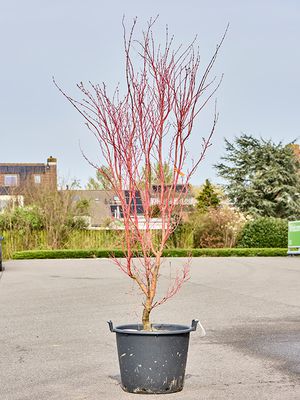 Acer pal. 'Sango Kaku', Verzweigt