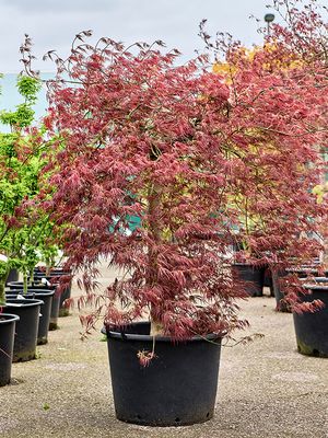 Acer pal. diss 'Ornatum', Stamm, im 55cm Topf, Hhe 150cm, Breite 150cm