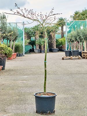 Acer pal. diss. 'Viridis' (120-150), Stamm, im 30cm Topf, Hhe 135cm, Breite 75cm