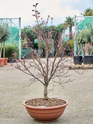 Acer pal. diss. 'Viridis' (140-160), Stamm, im 45cm Topf, Hhe 150cm, Breite 70cm