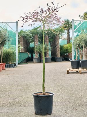 Acer pal. diss. 'Viridis' (150-170), Stamm, im 30cm Topf, Hhe 160cm, Breite 80cm