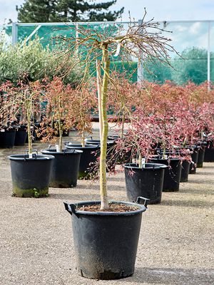 Acer pal. diss. 'Viridis', Stamm, im 42cm Topf, Hhe 150cm, Breite 110cm