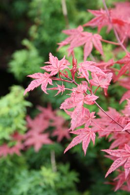 Acer palmatum 'Beni-maiko'