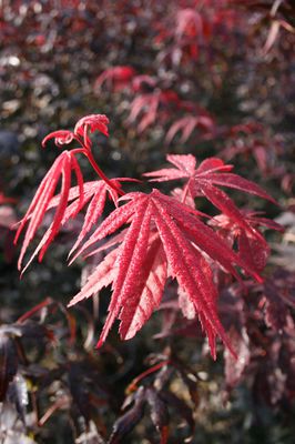 Acer palmatum 'Bloodgood'