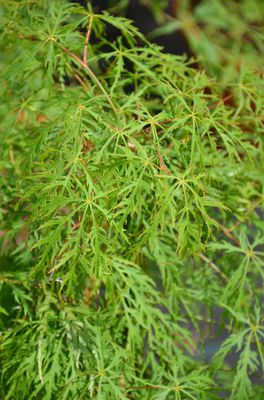 Acer palmatum 'Dissectum Viridis'