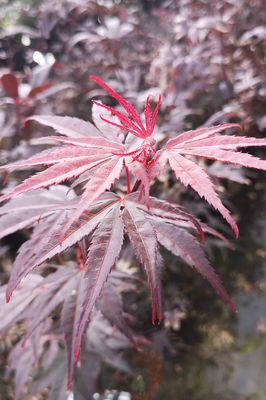 Acer palmatum 'Pung Kil'