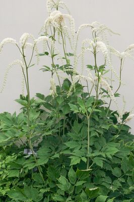 Actaea racemosa