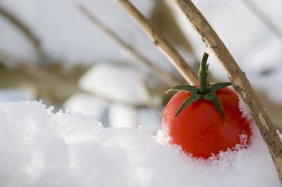 Wie kann man Tomaten &uuml;berwintern?