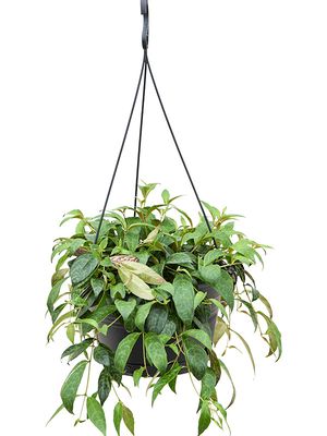 Aeschynanthus marmoratus, ampel, im 28cm Topf, Hhe 65cm, Breite 40cm