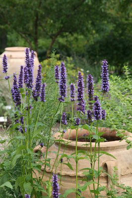 Agastache 'Black Adder'