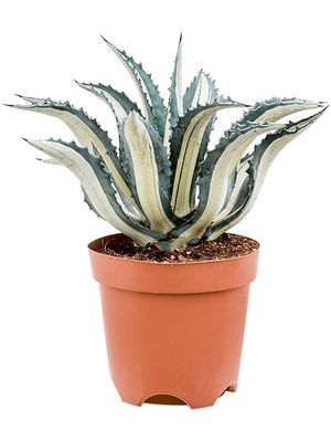 Agave amerciana mediopicta 'Alba', Grn/Grau, im 24cm Topf, Hhe 50cm, Breite 40cm