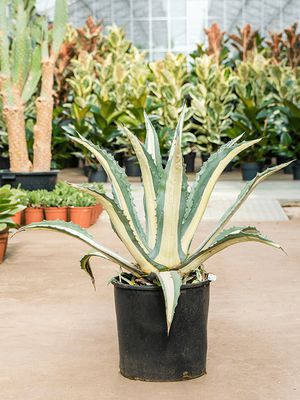 Agave amerciana mediopicta 'Alba', Grn/Grau, im 35cm Topf, Hhe 80cm, Breite 65cm