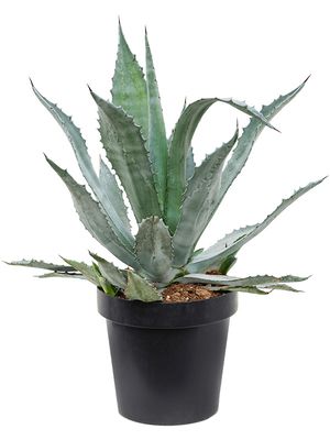 Agave americana, Grn/Grau, im 30cm Topf, Hhe 65cm, Breite 60cm