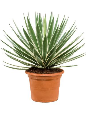 Agave angustifolia, Grn/grau, im 30cm Topf, Hhe 90cm, Breite 80cm