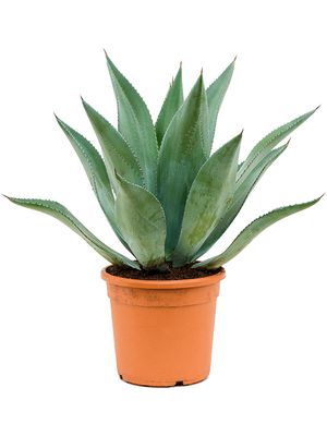 Agave centrica, im 20cm Topf, Hhe 55cm, Breite 45cm