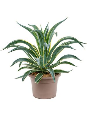 Agave desmettiana 'Variegata', im 25cm Topf, Hhe 50cm, Breite 40cm