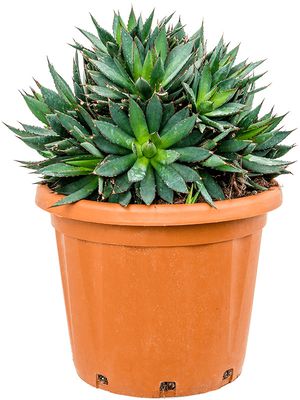 Agave filifera 'X Isthmensis', Grn, im 35cm Topf, Hhe 55cm, Breite 40cm