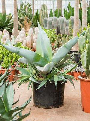Agave guiengola, Grn/Grau, im 60cm Topf, Hhe 110cm, Breite 110cm