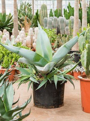 Agave guiengola, Grn/Grau, im 60cm Topf, Hhe 110cm, Breite 110cm