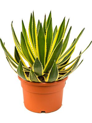 Agave lopantha, Grn/gelb, im 27cm Topf, Hhe 50cm, Breite 50cm