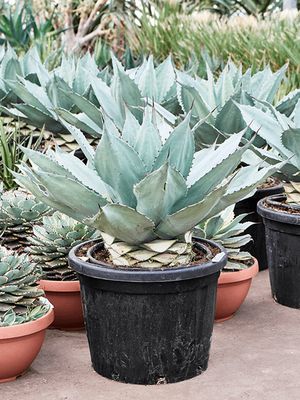 Agave ovatifolia 'Vanzie', Grijs Groen, im 45cm Topf, Hhe 85cm, Breite 75cm