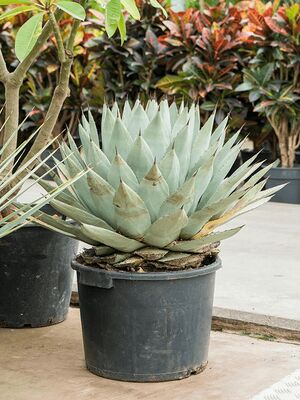 Agave parryi, Grn/grau, im 35cm Topf, Hhe 60cm, Breite 45cm