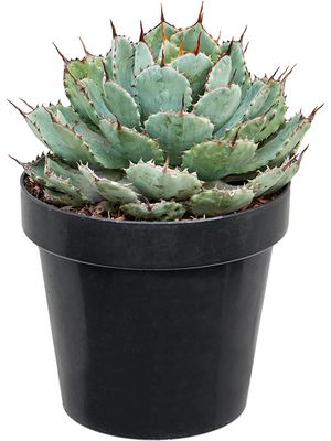 Agave potatorum 'Kichiokan', Grn/grau/gelb, im 20cm Topf, Hhe 30cm, Breite 20cm