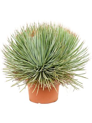 Agave stricta 'Blue', Grn/blau, im 24cm Topf, Hhe 50cm, Breite 60cm