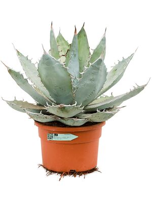 Agave titanota 'White Ice', Grn/grau, im 30cm Topf, Hhe 55cm, Breite 45cm