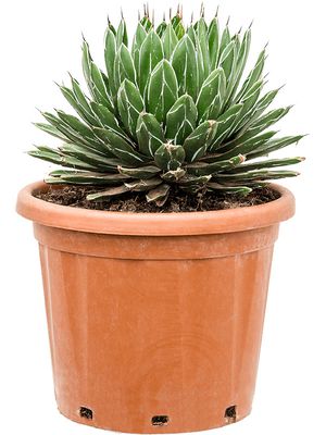 Agave victoriae-reginae, Grn, im 35cm Topf, Hhe 50cm, Breite 35cm