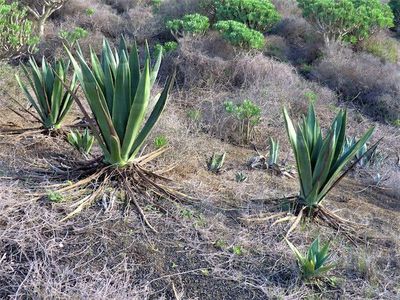 So könnt ihr Agaven vermehren - Impressionen aus Lanzarote