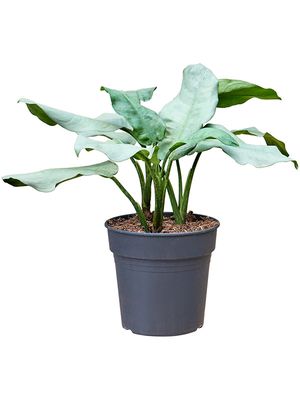 Aglaonema 'Aluminio', Tuff, im 24cm Topf, Hhe 65cm, Breite 55cm